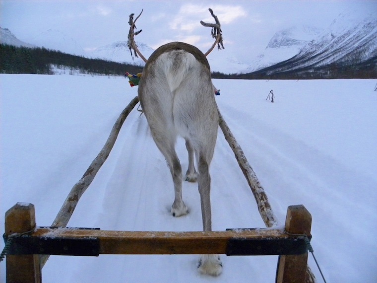 View from the sled