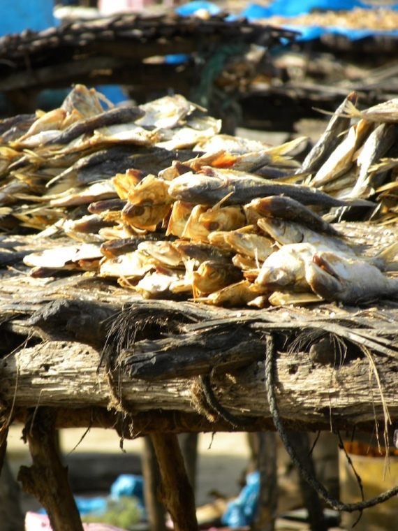 fish drying